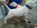 dogo argentino puppy posted by Cordoba Dogos